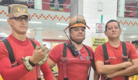 Corpo de Bombeiros captura filhote de cobra em sorveteria