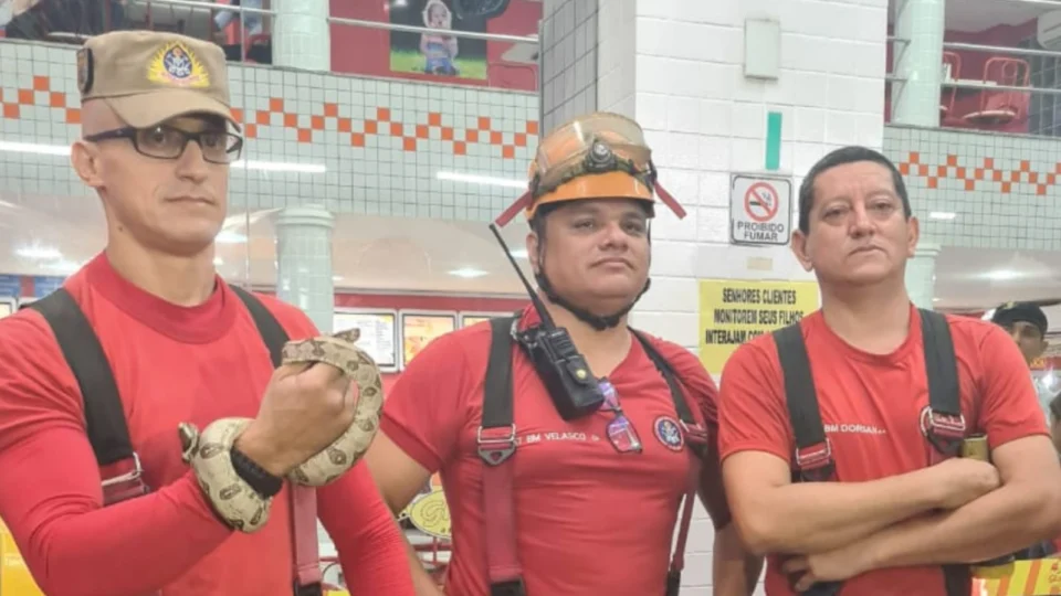 Corpo de Bombeiros captura filhote de cobra em sorveteria