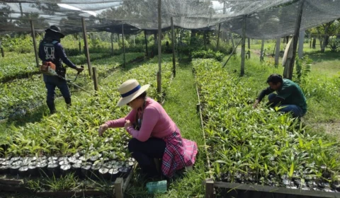 Idam entrega mudas de açaí e banana aos produtores de Parintins