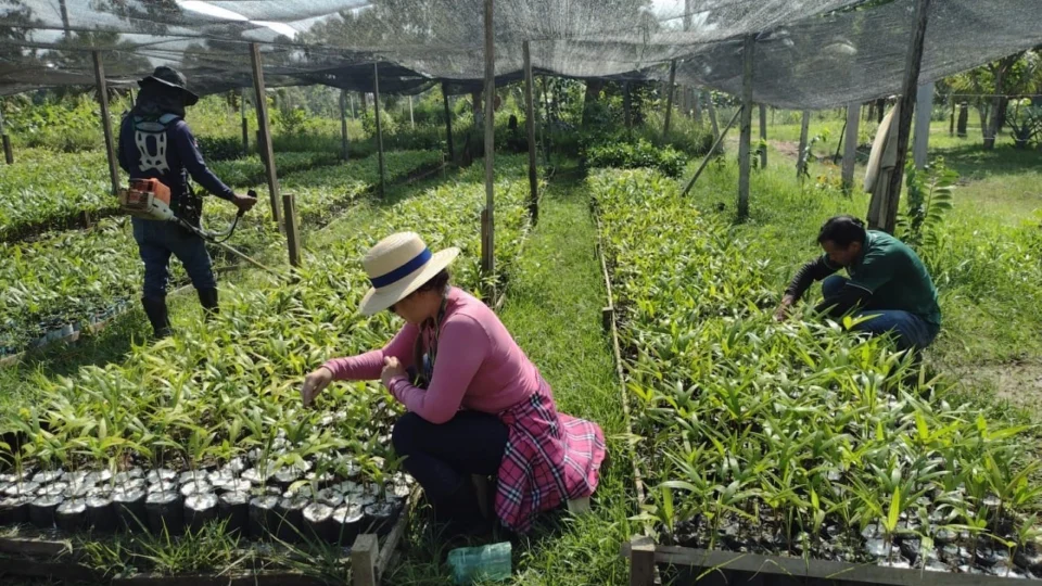 Idam entrega mudas de açaí e banana aos produtores de Parintins