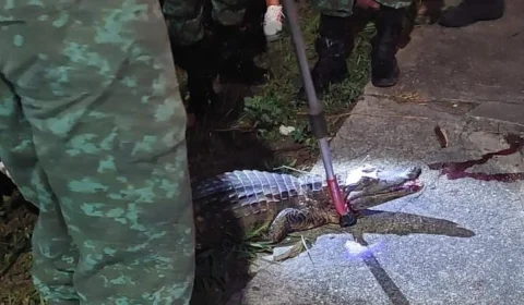 VEJA VÍDEO: jacaré é resgatado após ser atropelado no passeio do Mindu