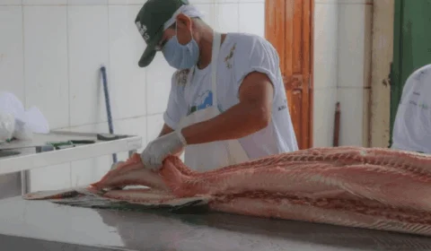 FAS realiza Feira do Pirarucu com cinco toneladas de peixe à venda, neste fim de semana