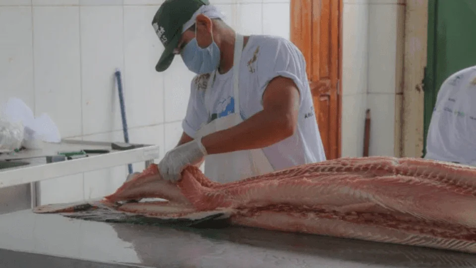 FAS realiza Feira do Pirarucu com cinco toneladas de peixe à venda, neste fim de semana