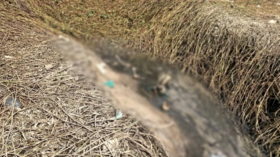 Ossada humana é encontrada na Orla do Bariri