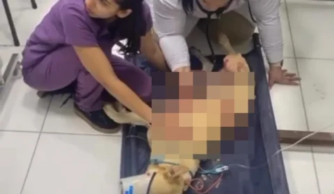 Homem atira em cachorros de vizinho; um deles morreu