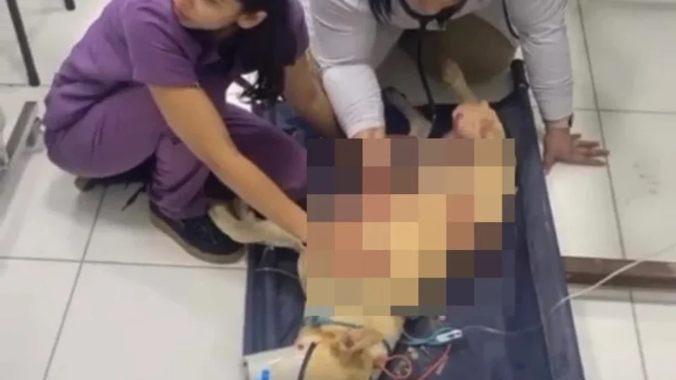 Homem atira em cachorros de vizinho; um deles morreu