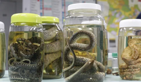 Serpentes, escorpiões e aranhas lideram acidentes com animais peçonhentos no Amazonas