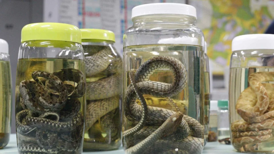 Serpentes, escorpiões e aranhas lideram acidentes com animais peçonhentos no Amazonas