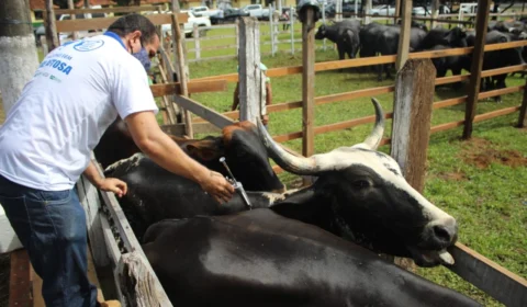 Vacinação contra febre aftosa inicia em oito municípios do Amazonas na terça-feira