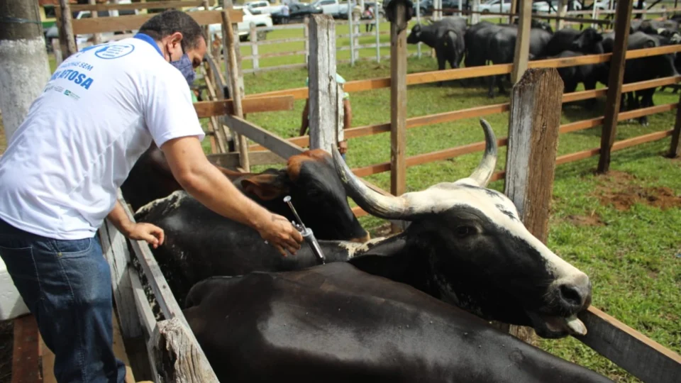 Vacinação contra febre aftosa inicia em oito municípios do Amazonas na terça-feira