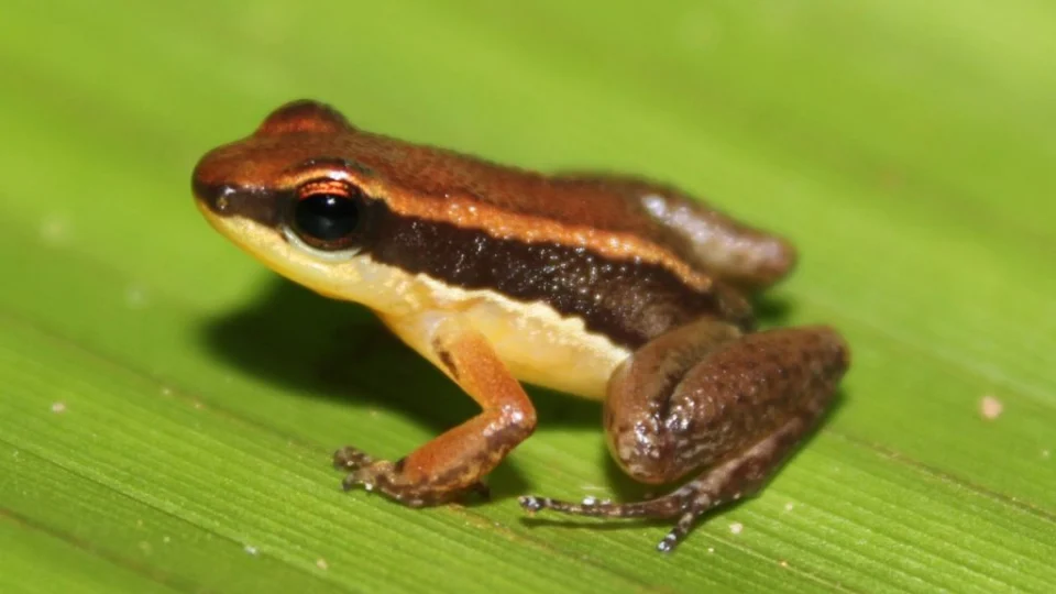 Duas novas espécies de sapos são descobertas em unidades de conservação no Amazonas