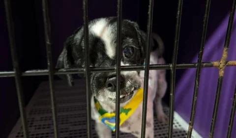 Veterinária destaca a importância da castração de cães, em Boa Vista