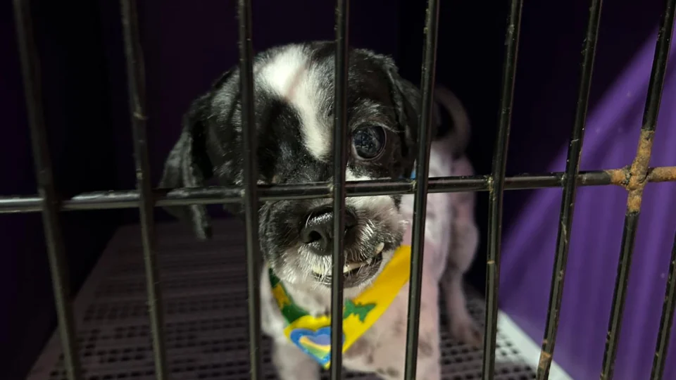 Veterinária destaca a importância da castração de cães, em Boa Vista