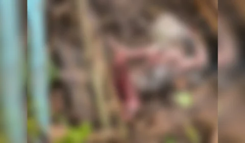 Moradora encontra feto preso na tubulação do quintal de casa