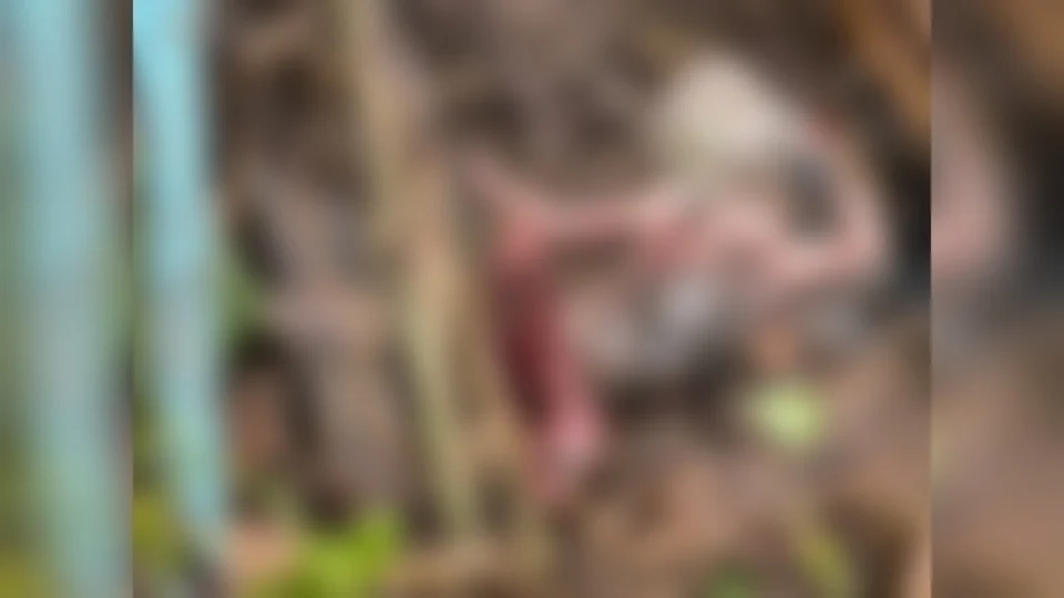 Moradora encontra feto preso na tubulação do quintal de casa