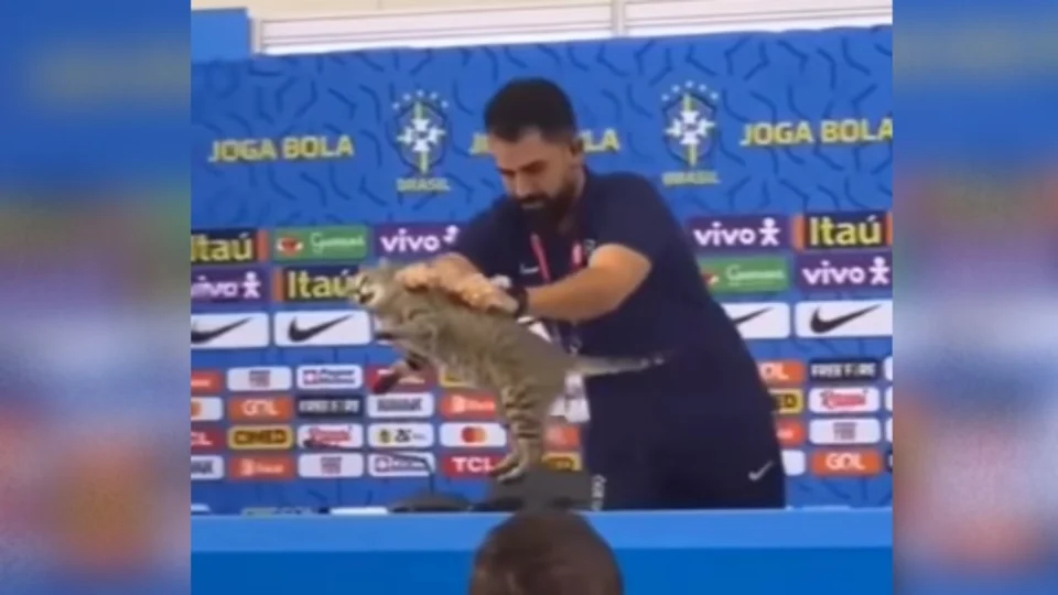 Ação contra CBF pede multa de R$ 1 milhão por maus-tratos contra gato durante coletiva