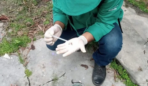 Amazonas atualiza cenário da dengue em informativo epidemiológico nesta quinta-feira