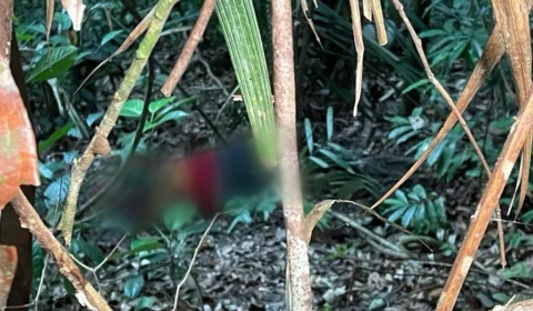 Professora que estava desaparecida é encontrada morta nos fundos de residência