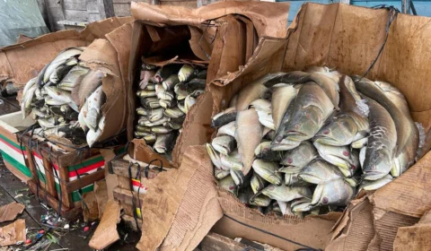 Quase duas toneladas de pescado ilegal são apreendidas no Porto da Panair