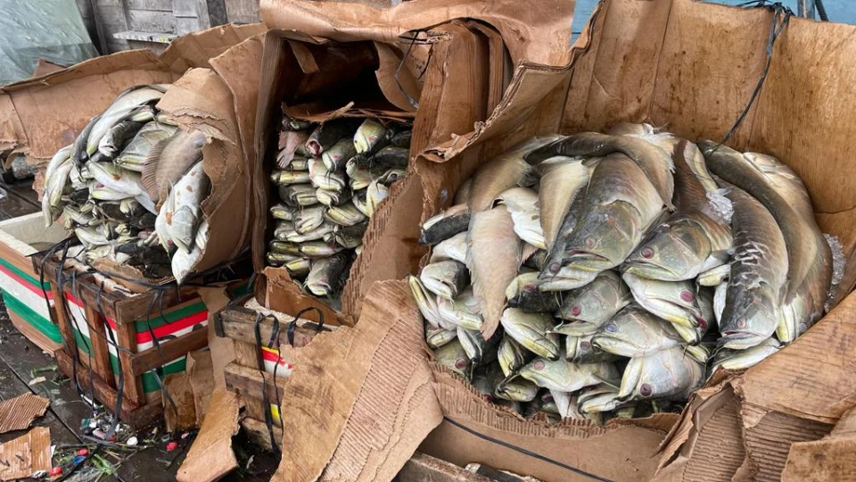 Quase duas toneladas de pescado ilegal são apreendidas no Porto da Panair