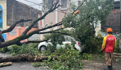 Árvore cai em cima de carro na rua Lima Bacurí, no Centro