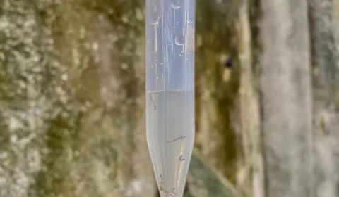 Saúde atualiza dados de dengue no Amazonas nesta quinta-feira