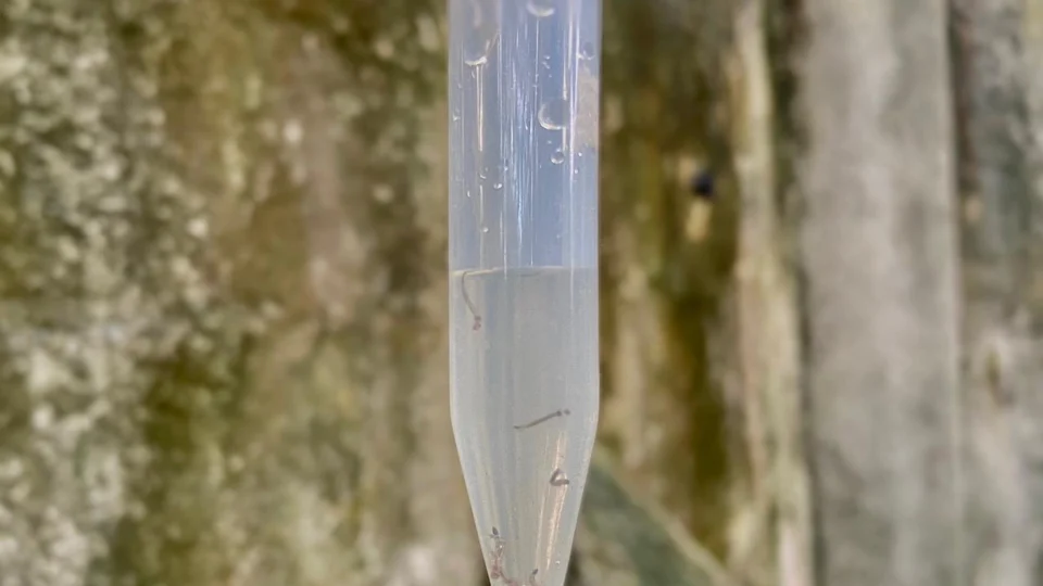 Saúde atualiza dados de dengue no Amazonas nesta quinta-feira