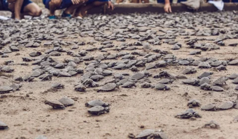 Comunidade realiza soltura de mais de 65 mil filhotes de tartarugas no AM