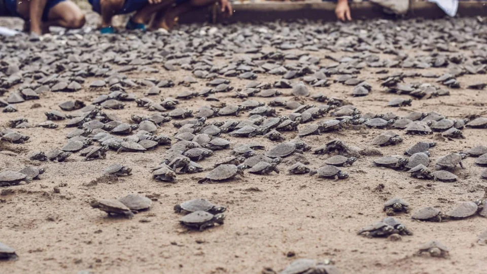 Comunidade realiza soltura de mais de 65 mil filhotes de tartarugas no AM