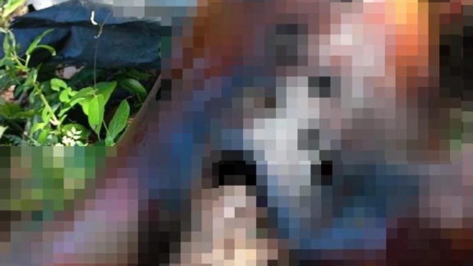 Corpo é encontrado em ramal em estado de decomposição