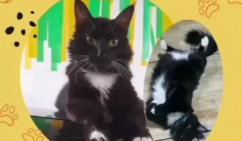 Dona pede ajuda para encontrar gato desaparecido