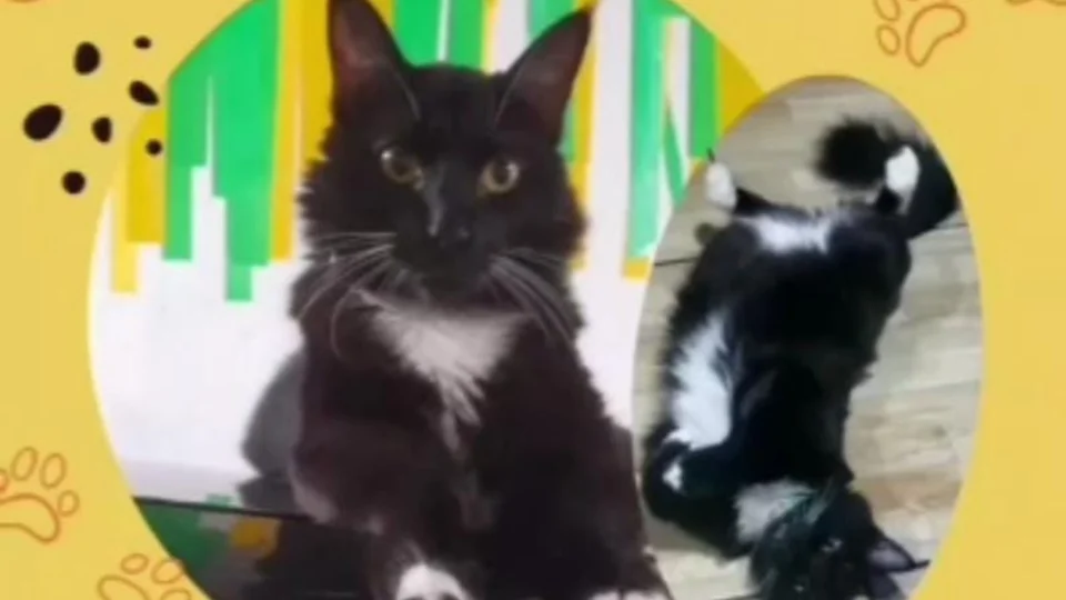 Dona pede ajuda para encontrar gato desaparecido