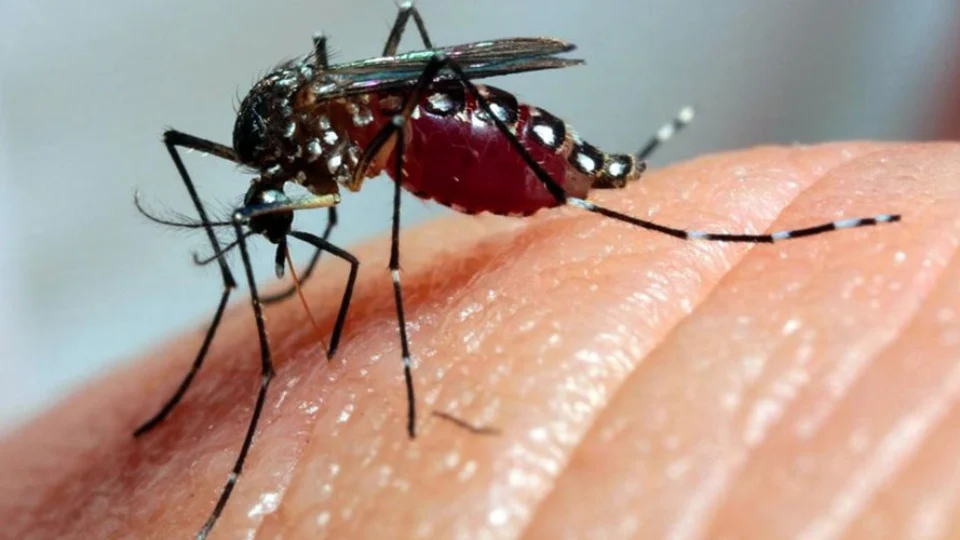 Urgente! municípios devem intensificar ações contra o Aedes aegypti no AM