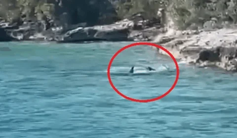 VÍDEO: cachorro ‘ataca’ tubarão e deixa turistas em pânico