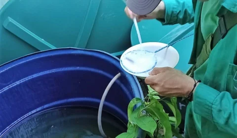 Saúde intensifica monitoramento da dengue em municípios do Amazonas