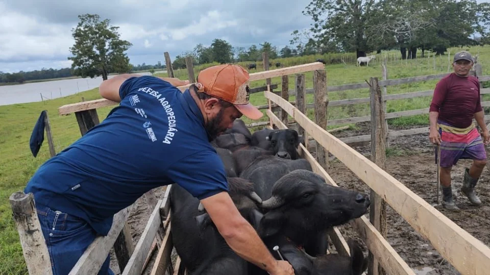 Vacinação contra Febre Aftosa começa em 15 de março no Amazonas
