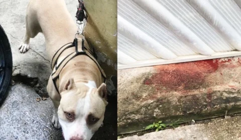 Homem é preso após invadir casa e matar pitbull a facadas na Zona Leste de Manaus