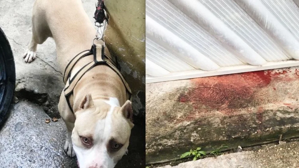 Homem é preso após invadir casa e matar pitbull a facadas na Zona Leste de Manaus