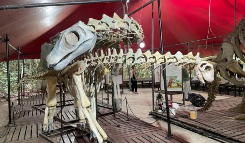 Musa: museu da Amazônia reabre exposição sobre dinossauros em Manaus