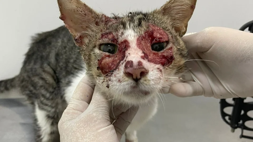 Ferramenta ajuda a monitorar casos de esporotricose em gatos no AM