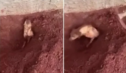 VÍDEO: Idosa é presa por enterrar cachorro vivo