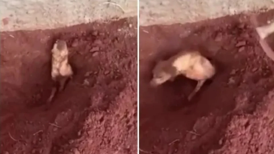 VÍDEO: Idosa é presa por enterrar cachorro vivo
