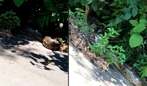 VÍDEO: Sucuri é encontrada perto de área residencial em Manaus