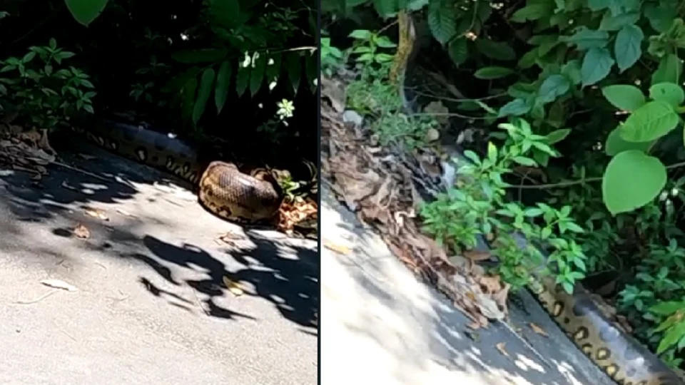 VÍDEO: Sucuri é encontrada perto de área residencial em Manaus