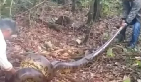 VÍDEO: Homens ‘lutam’ com sucuri de nove metros para salvar cadela