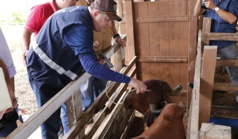 Vacinação contra febre aftosa encerra no domingo no AM