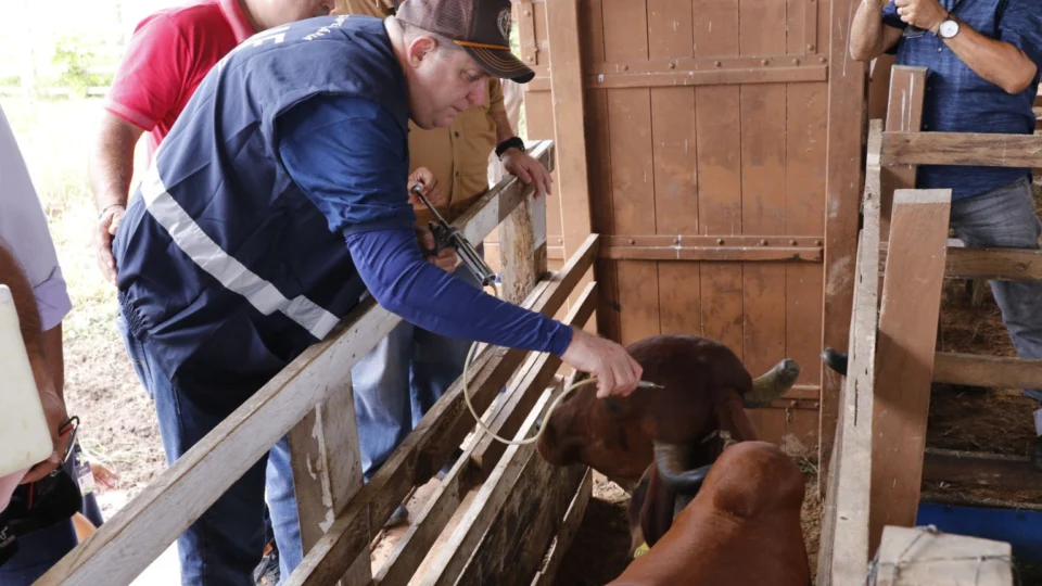 Vacinação contra febre aftosa encerra no domingo no AM