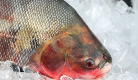 Saúde alerta sobre os cuidados na compra de pescados para a Semana Santa