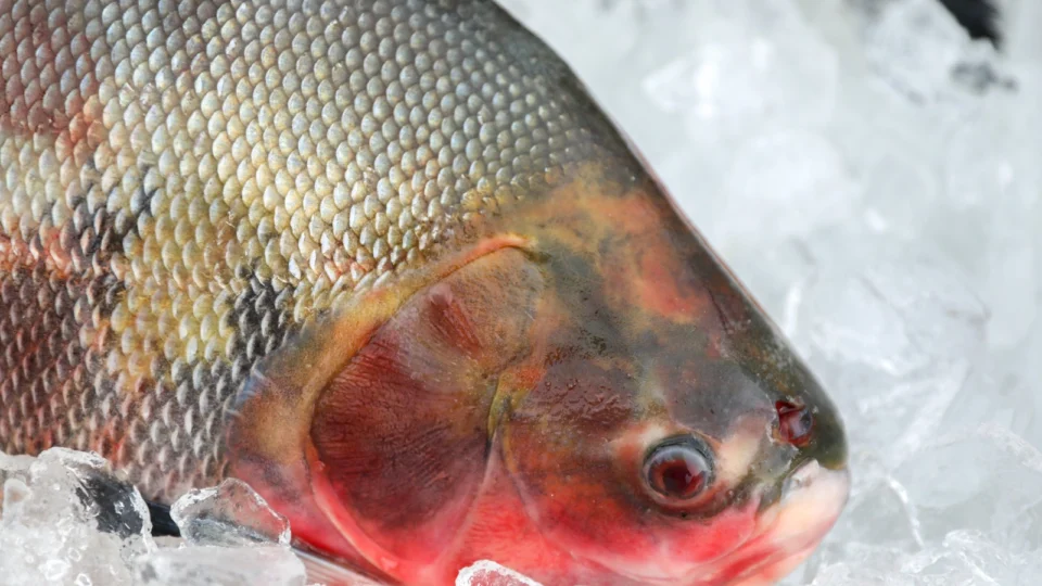 Saúde alerta sobre os cuidados na compra de pescados para a Semana Santa