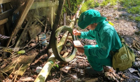 Saúde do Amazonas atualiza o cenário de dengue em informe epidemiológico nesta quinta-feira